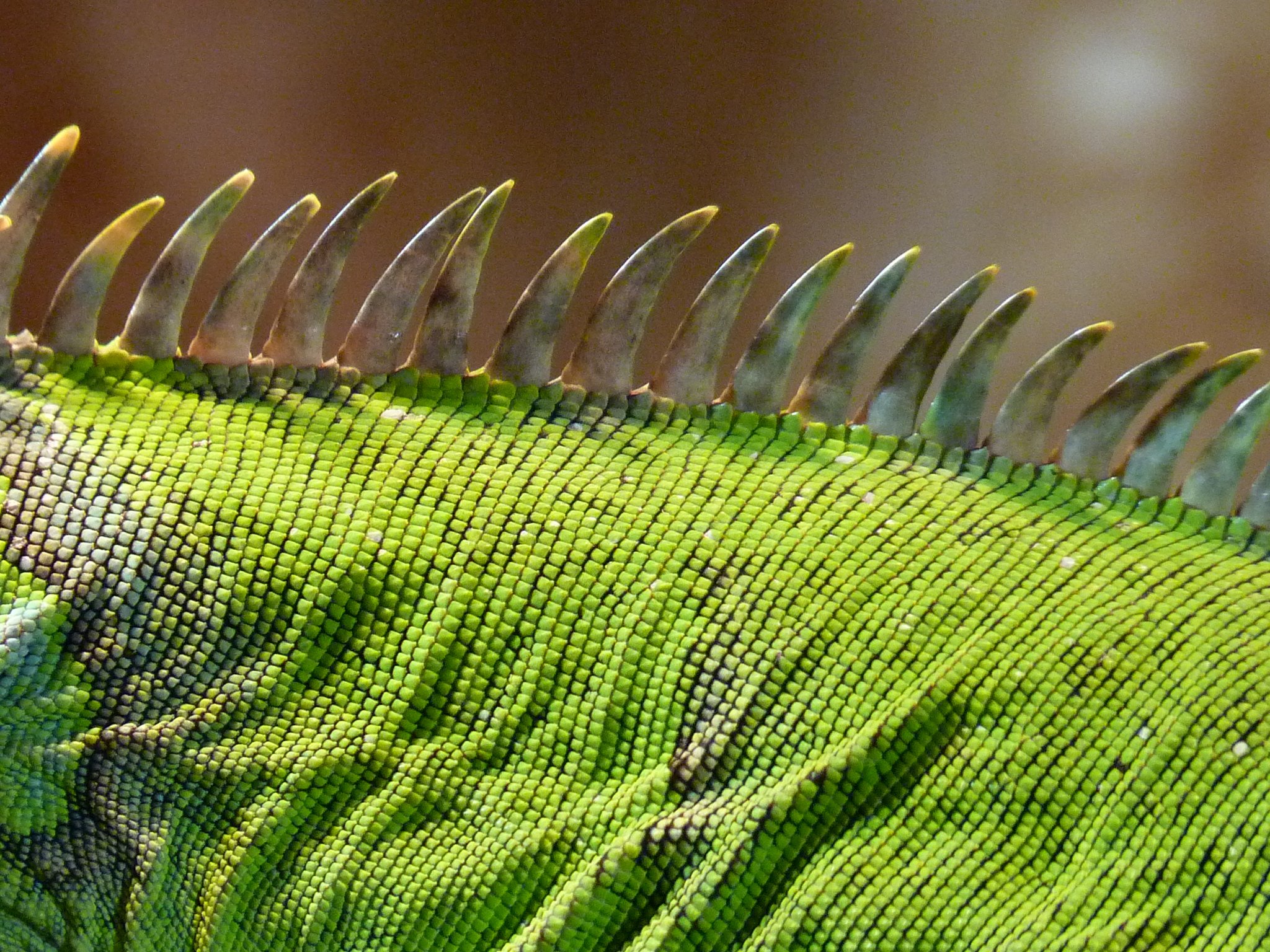 Zoology and Plant Science